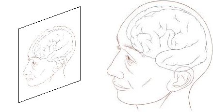 Diagram brain perspective 1